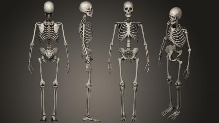 Anatomy of skeletons and skulls (ANTM_1279) 3D model for CNC machine